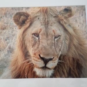 Safari photo Male lion